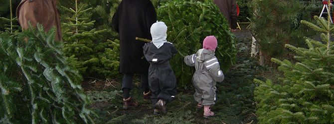 Køb årets juletræ og få en heldagsoplevelse for hele familien